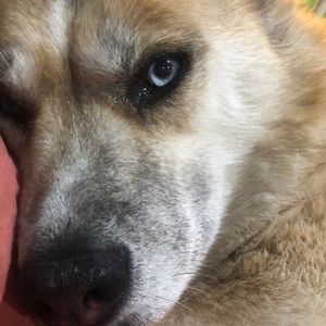 Law Dawg is ready to hit the road.  Buy stuph to fuel JusticeBus.com